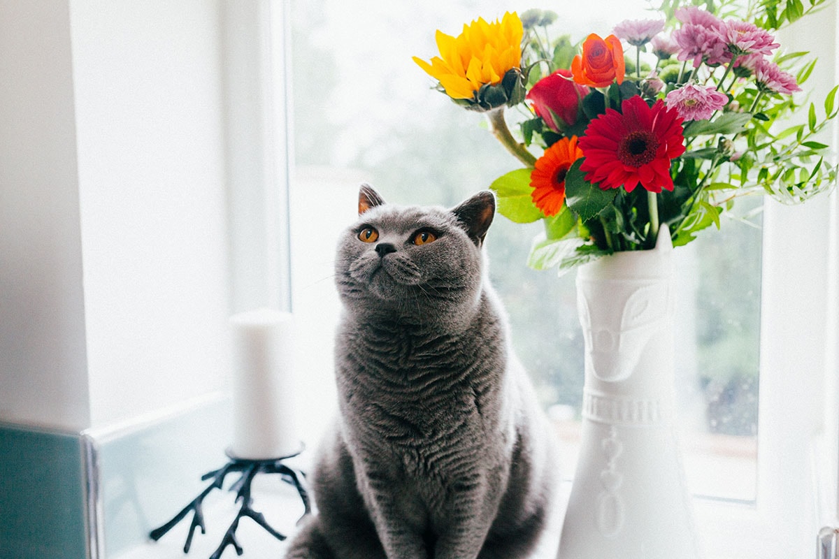 Exotic Short Hair Cat Sits on Window Sill next to pot of plants