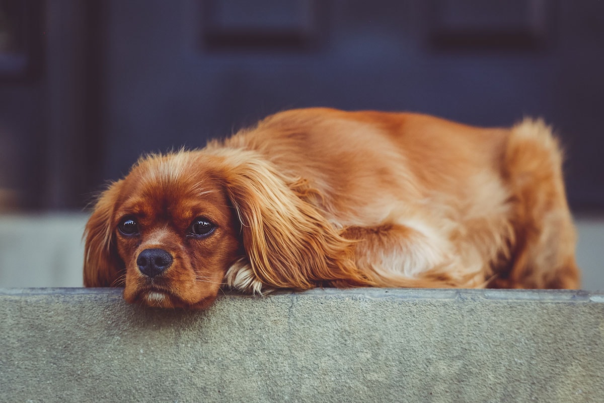 Small Golden Dog on Sofa Carpet Cleaned by Chemdry Express
