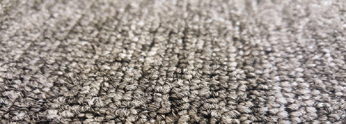Molds in Carpet