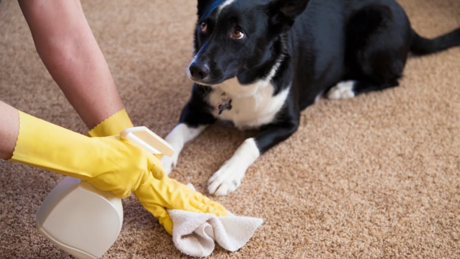 Cleaning Pet Stain in Carpet