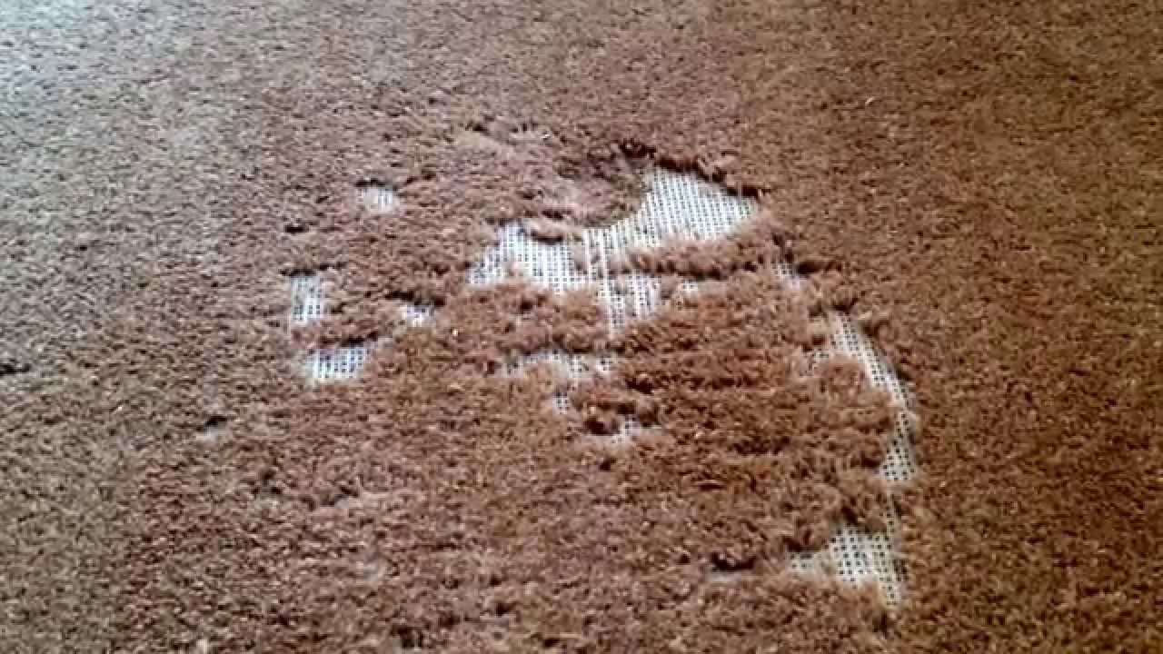 Cleaning Pet Stain in Carpet