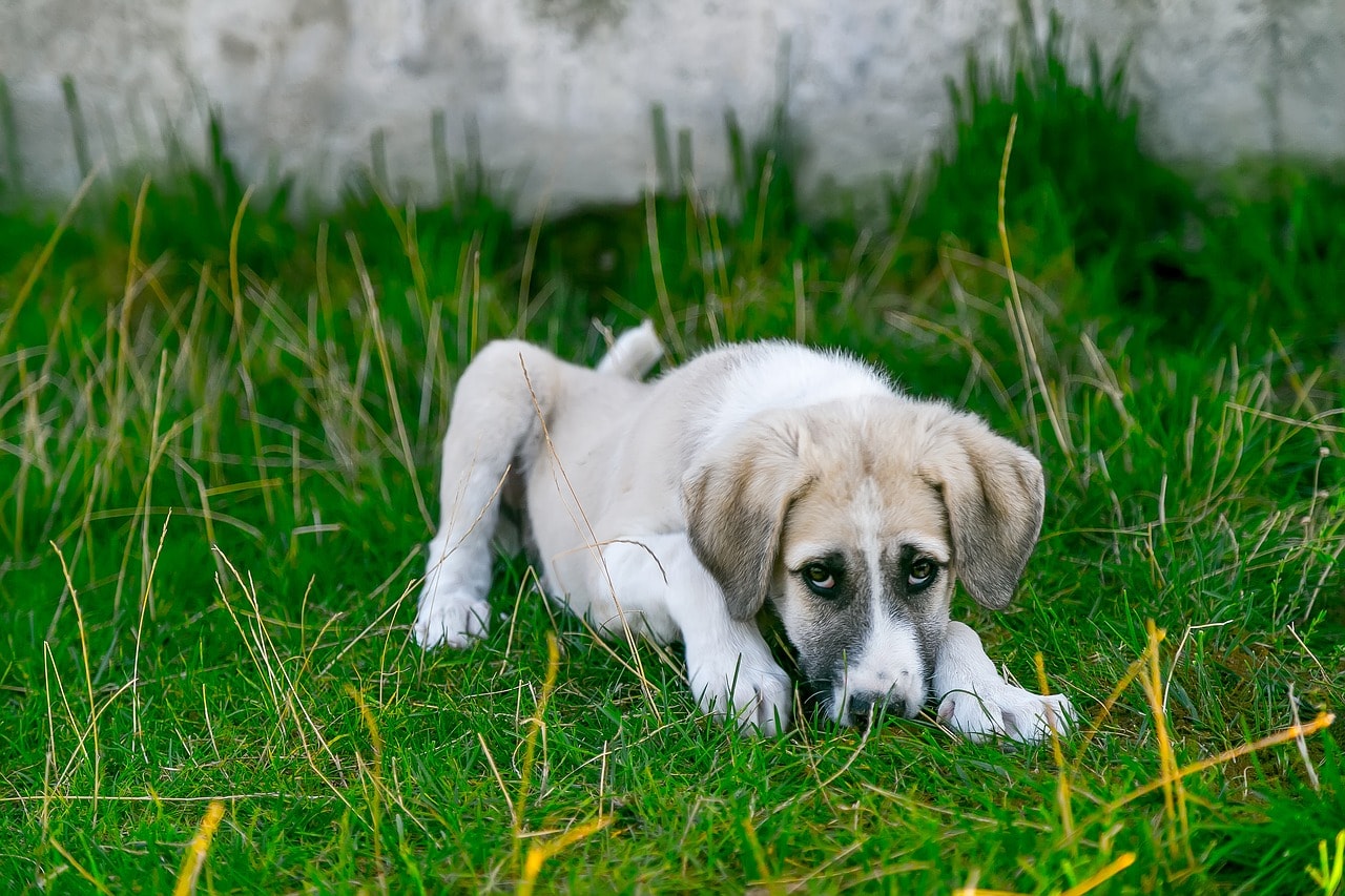 Dog sent outside to the grass while their carpets indoors are being dry cleaned