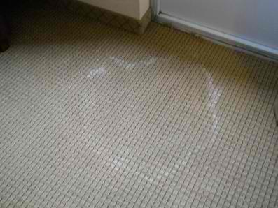 Prevent Molds in Carpet