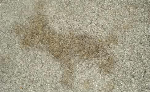 Pet Urine in Carpet